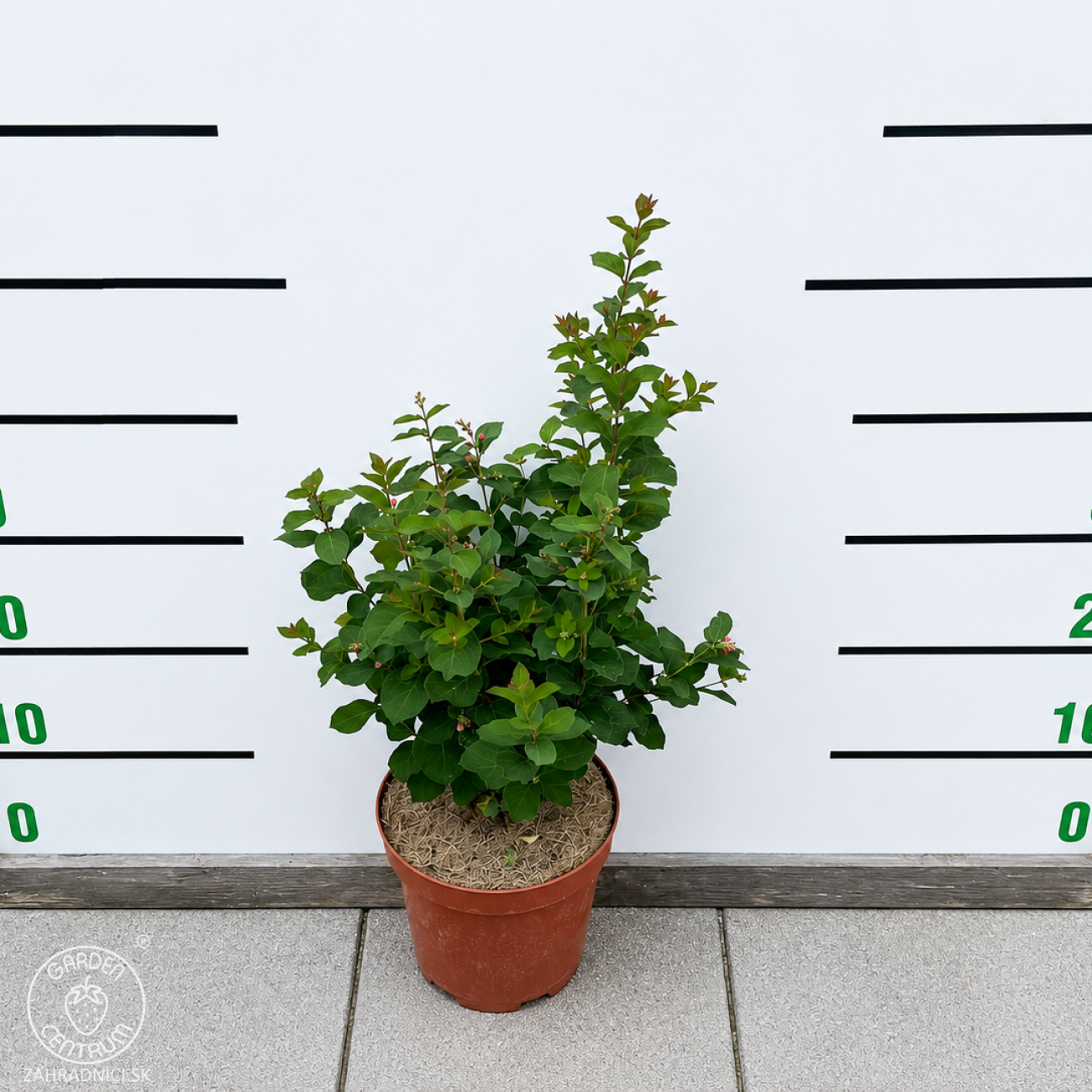 Obrázok Imelovník (Symphoricarpos) ‘Symphony Rave’ - výška 40-60 cm, kont. C3L
